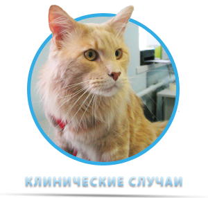 Клинические случаи