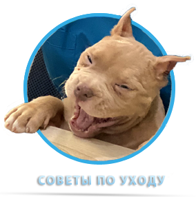 Советы по уходу